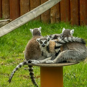 Ring-tailed lemur (Lemur catta)