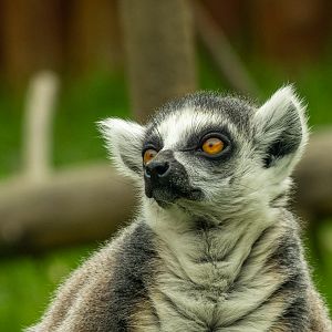 Ring-tailed lemur (Lemur catta)