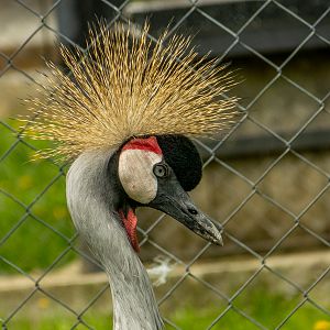 Grey crowned crane (Balearica regulorum)