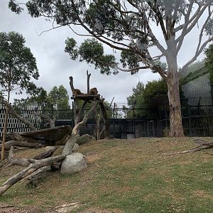 African Lion Exhibit