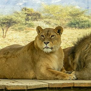 Lion (Panthera leo)