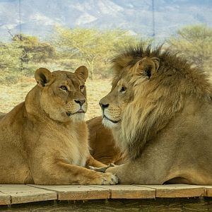 Lion (Panthera leo)