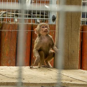 Hamadryas baboon (Papio hamadryas)