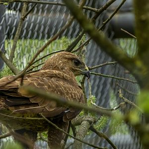 Common buzzard (Buteo buteo)