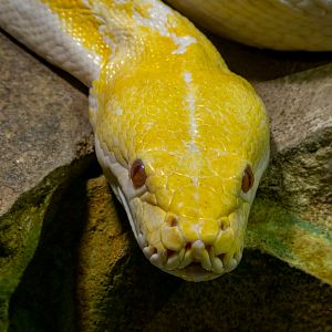 Reticulated python (Malayopython reticulatus