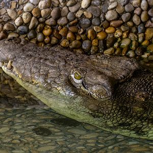 Nile crocodile (Crocodylus niloticus)