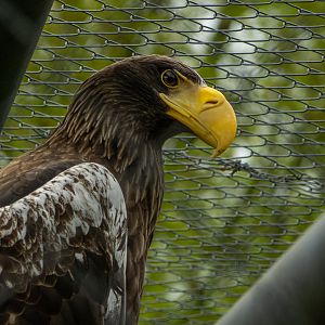 Steller's sea eagle (Haliaeetus pelagicus)