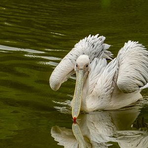 Great white pelican (Pelecanus onocrotalus)
