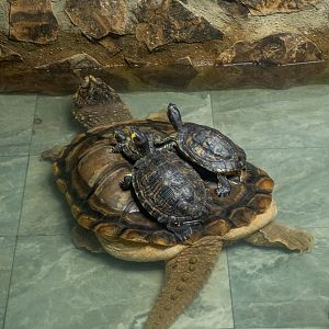 common snapping turtle (Chelydra serpentina) with some turtles