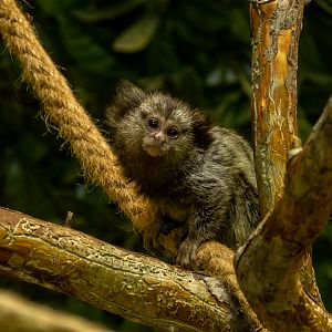 Black-tufted marmoset (Callithrix penicillata)