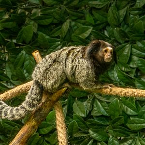 Black-tufted marmoset (Callithrix penicillata)