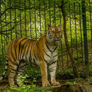 Siberian tiger (Panthera tigris tigris)