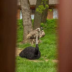 Common ostrich (Struthio camelus)