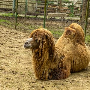 Bactrian camel (Camelus bactrianus)