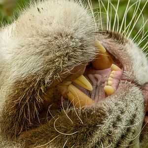 White tiger (Panthera tigris)