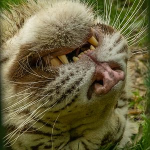 White tiger (Panthera tigris)