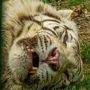 White tiger (Panthera tigris) - male