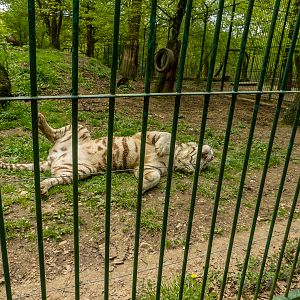 White tiger (Panthera tigris) - male