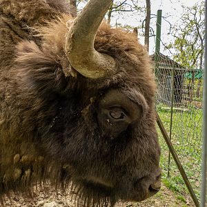 European bison (Bison bonasus)