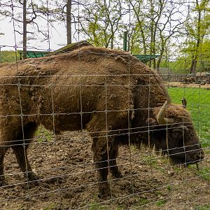 European bison (Bison bonasus)