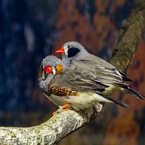 Sunda zebra finch (Taeniopygia guttata)