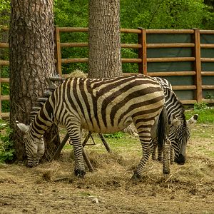 Plains zebra (Equus quagga)