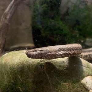 Macleay’s Water Snake