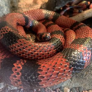 Honduran Milk Snake