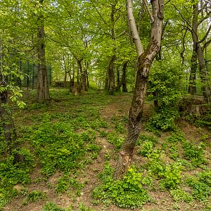 enclosure siberian tiger