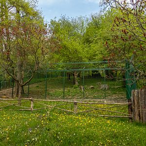 enclosure siberian tiger
