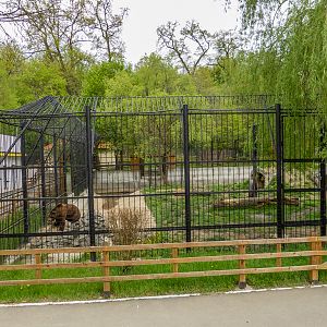 enclosure brown bear