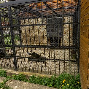 enclosure brown bear