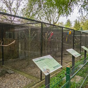 enclosure pheasant and parrots
