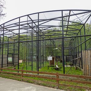 enclosure Birds of prey