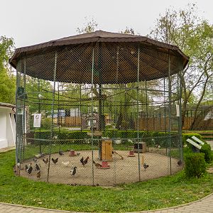 enclosure chicken