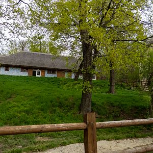 enclosure Struthioniformes