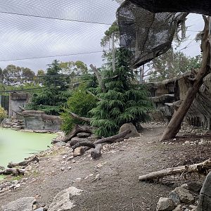 Snow Leopard Exhibit