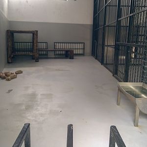 enclosure big cats (lion / jaguar)