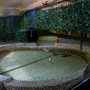 enclosure nile crocodile