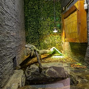 enclosure green iguana