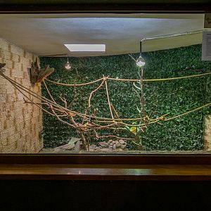 enclosure black-tufted marmoset