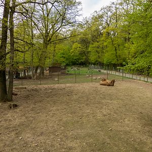 enclosure camel and goats