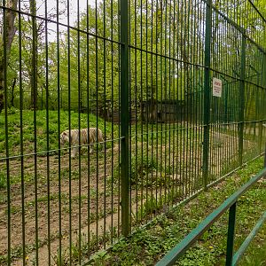 enclosure white tiger