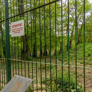 enclosure white tiger