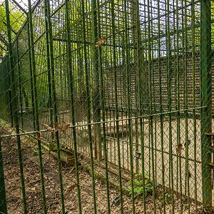 enclosure white tiger