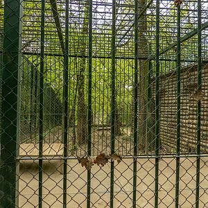 enclosure white tiger