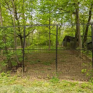 enclosure iberian wolf