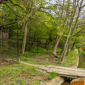enclosure iberian wolf
