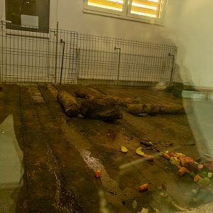 enclosure porcupines