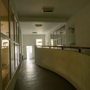 zebra / Struthioniformes house